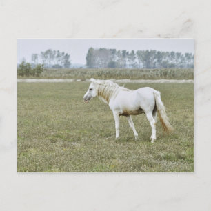 Cartão Postal garanhão de Camargue