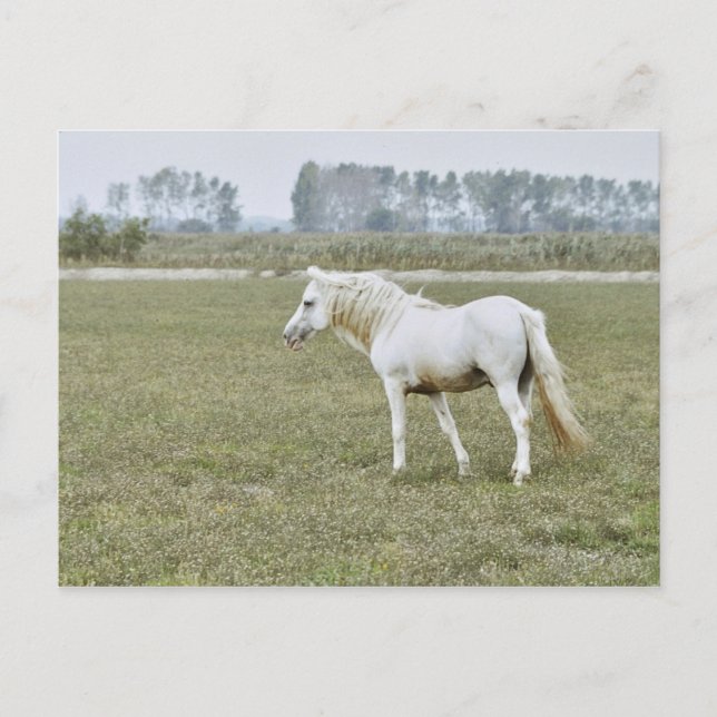 Cartão Postal garanhão de Camargue (Frente)