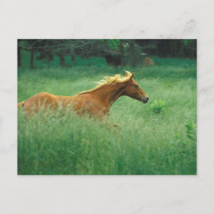 Cartão Postal Garanhão Jovem Corre Pelo Prado