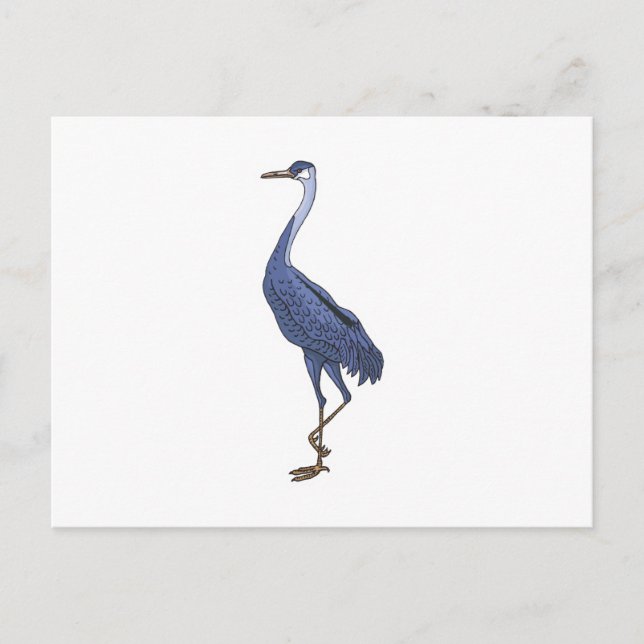 Cartão Postal garça azul (Frente)