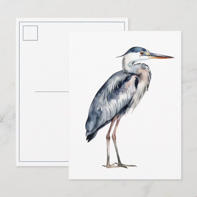 Cartão Postal Garça-azul-costeira (Frente/Verso)