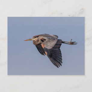 Cartão Postal Garça Azul-Grande em voo