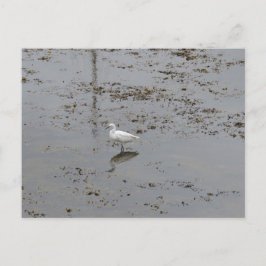 Cartão Postal Garça-branca-pequena