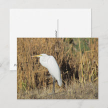 Cartão postal - Garça na grama