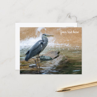 Cartão Postal Garça-real