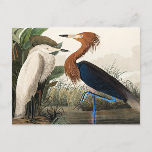 Cartão Postal Garça-roxa - Audubon