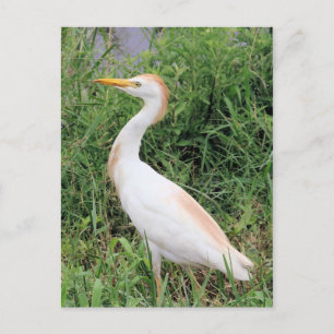 Cartão Postal Garça-vaqueira