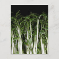 Garden Cress Lepidium sativum