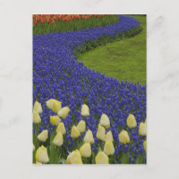 Garden pattern of Grape Hyacinth flowers and 2