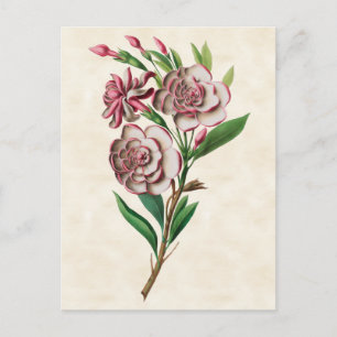 Cartão Postal Gardenia Vintage Botânica