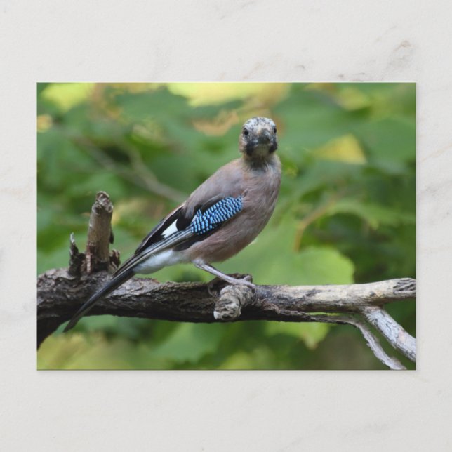 Cartão Postal Garrulus glandarius - Eichelhäher (Frente)