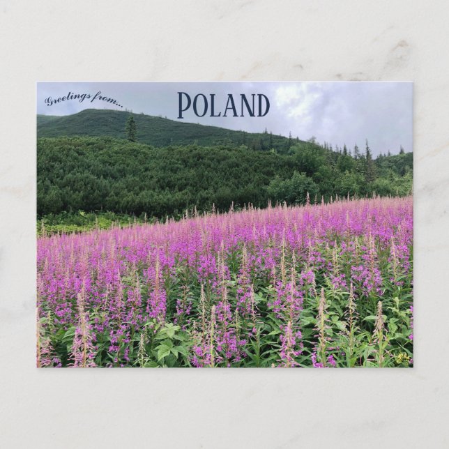 Cartão Postal Gąsienicowa Valley Zakopane Polônia (Frente)