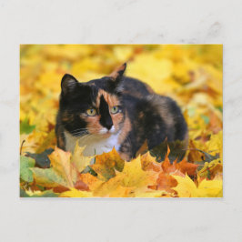 Cartão Postal Gata gato da sorte tricolor casco de tartaruga no