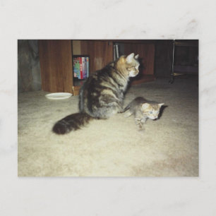 Cartão Postal Gata-mãe com gatinho