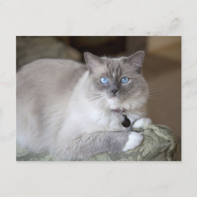 Cartão Postal Gata Ragdoll fêmea (Frente)