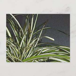 Cartão Postal Gatha