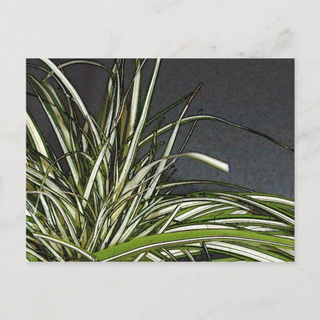 Cartão Postal Gatha (Frente)