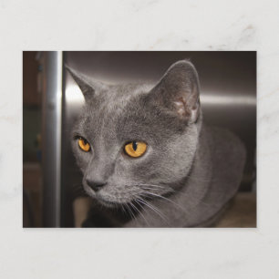 Cartão Postal Gatinho