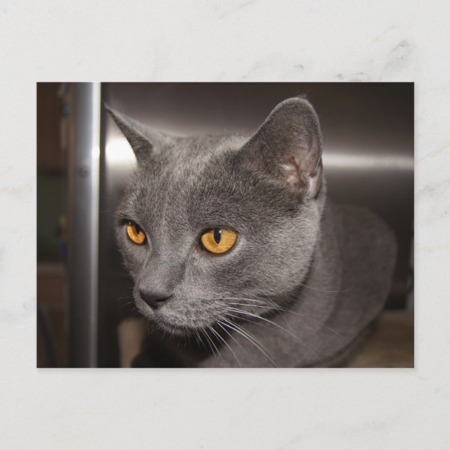 Cartão Postal Gatinho (Frente)