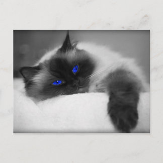 Cartão Postal Gatinho