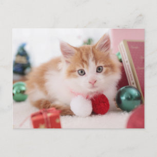 Cartão Postal Gatinho