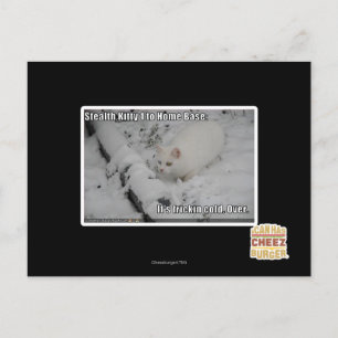 Cartão Postal Gatinho 1 do discrição