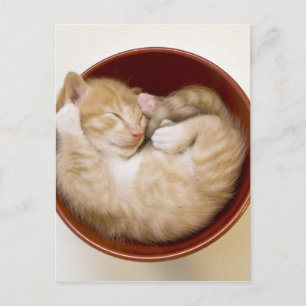 Cartão Postal Gatinho Adormecido
