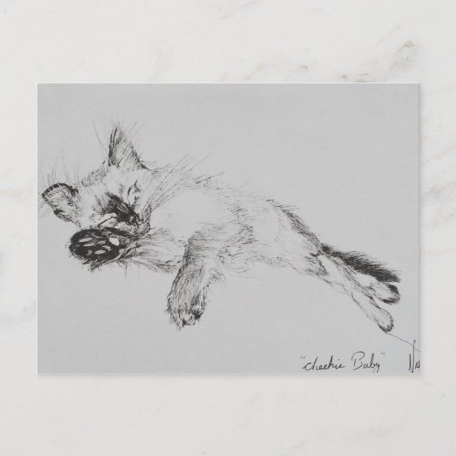Cartão Postal Gatinho 'Bebê' (Frente)
