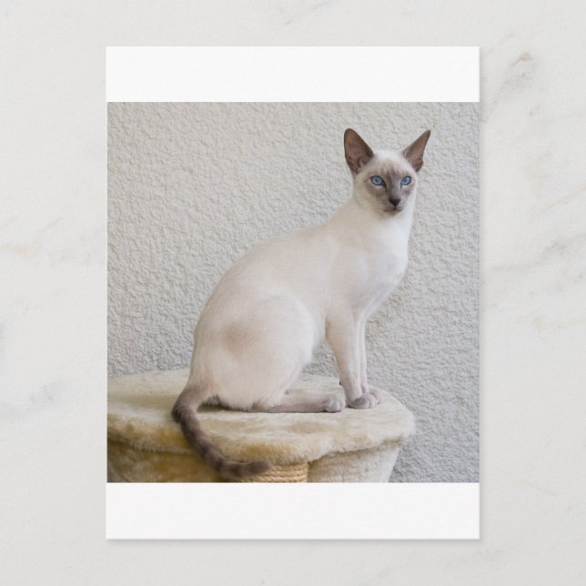 Cartão Postal gatinho bonito (Frente)