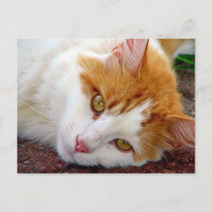 Cartão Postal Gatinho bonito