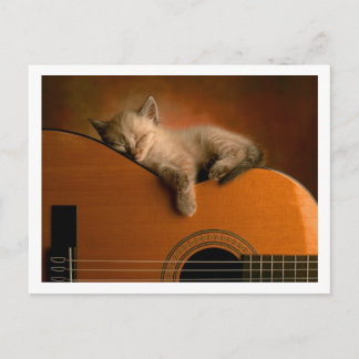Cartão Postal gatinho bonito
