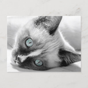 Cartão Postal Gatinho Bonito com Olhos Azuis