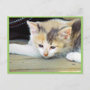 Cartão Postal Gatinho Bonito Deitado No Chão Com Face Triste