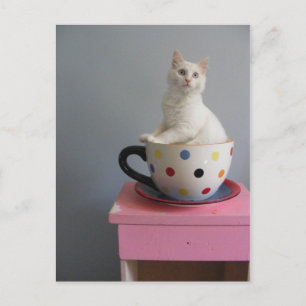 Cartão Postal gatinho bonito em pote de plantas