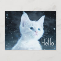 Gatinho branco e bonito com olhos azuis Bonito