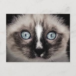 Cartão Postal Gatinho Branco e Castanho de Olhos Azuis Adoráveis