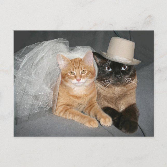 Cartão Postal Gatinho Bride e Groom (Frente)
