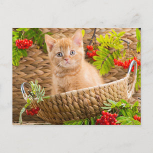 Cartão Postal Gatinho Britânico Sentado Num Cesto Com Montanha