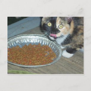 Cartão Postal Gatinho Comendo