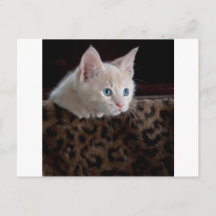 Gatinho Creme com Olhos Azuis Lindos