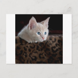 Cartão Postal Gatinho Creme com Olhos Azuis Lindos