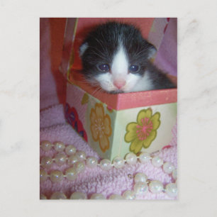 Cartão Postal gatinho de 2 semanas