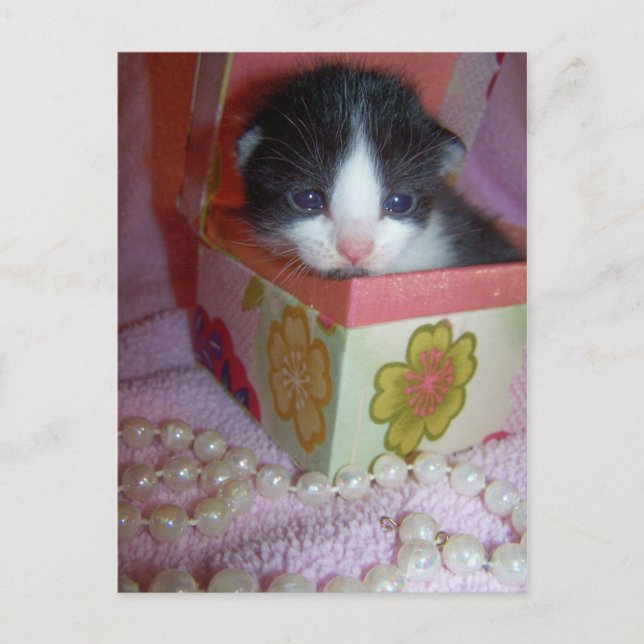 Cartão Postal gatinho de 2 semanas (Frente)
