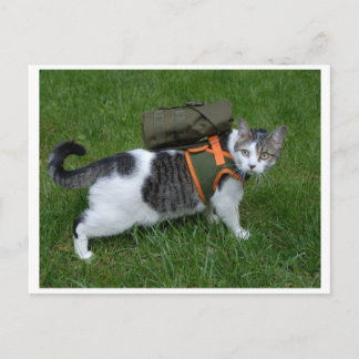 Cartão Postal Gatinho de acampamento