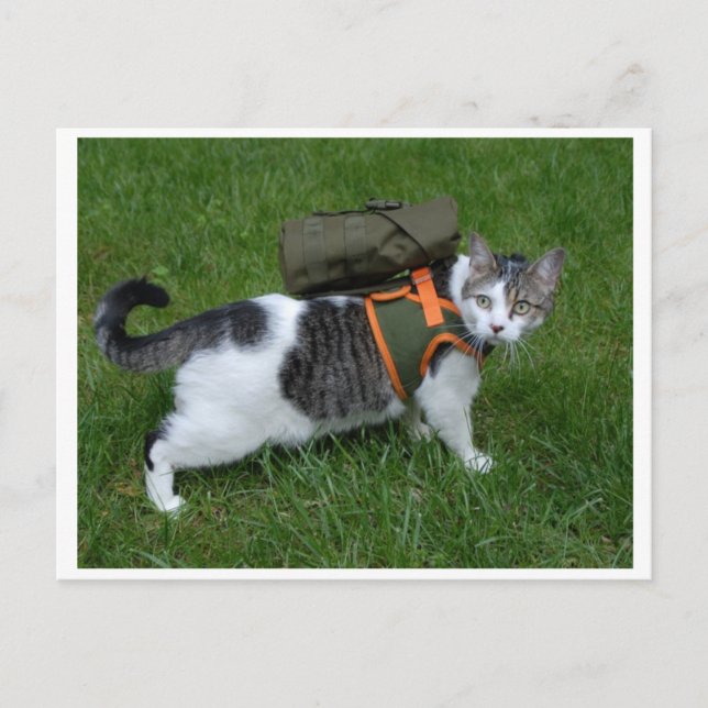 Cartão Postal Gatinho de acampamento (Frente)