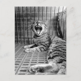 Cartão Postal Gatinho de Estimação Felino Sonolento Antigo