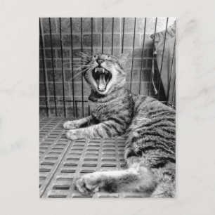 Cartão Postal Gatinho de Estimação Felino Sonolento Antigo