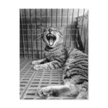 Gatinho de Estimação Felino Sonolento Antigo