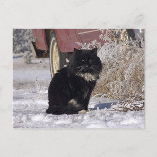 Cartão Postal Gatinho de inverno