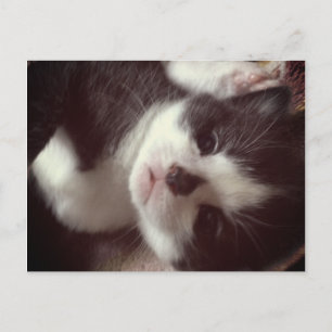 Cartão Postal Gatinho de Nariz Negro